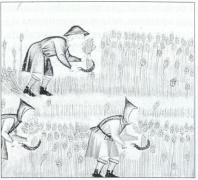 Apañando o trigo.